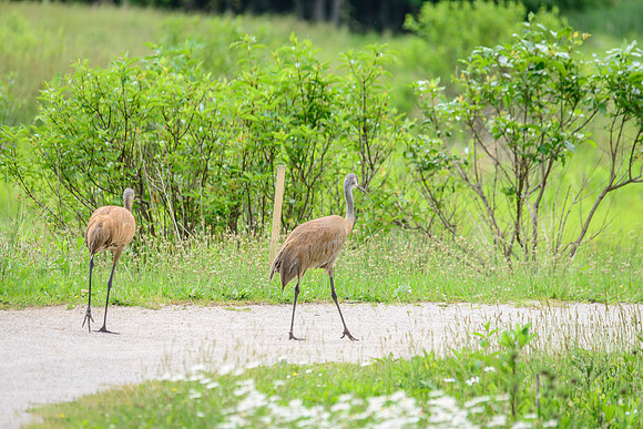 Sandhill Crane Pair