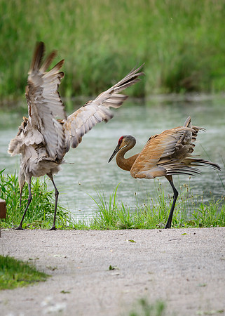 Sandhill Crane Pair