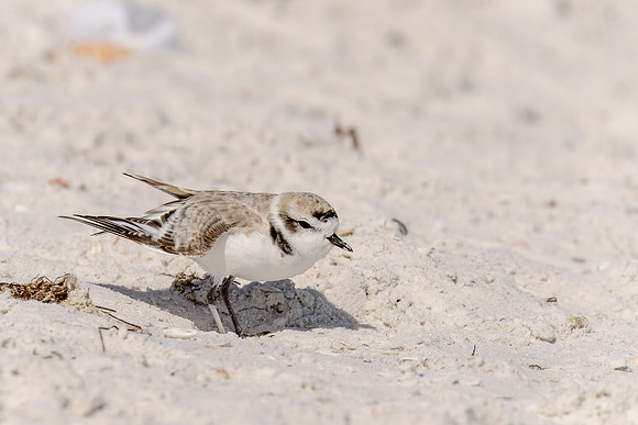 Snowy Plover