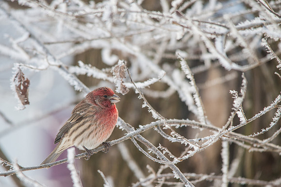 House Finch