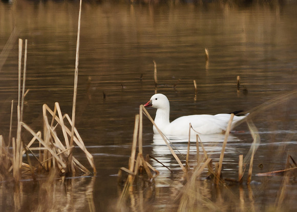 Ross's Goose; Big Island Wildlife Area, Marion Ohio
