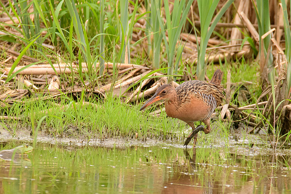 King Rail
