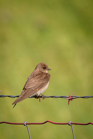 Rough-winged Swallow