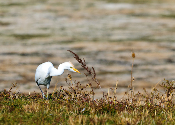 Cattle Egret