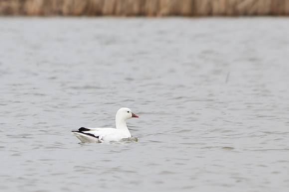 Ross's Goose; Big Island Wildlife Area, Marion Ohio