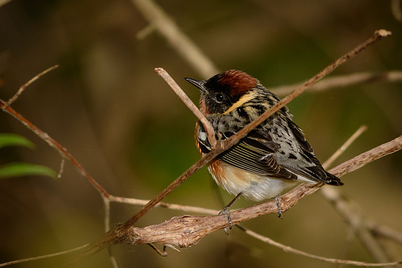 Bay-breasted Warbler