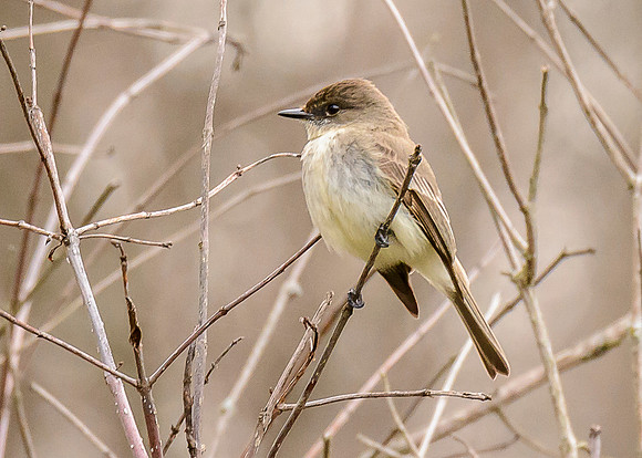 Eastern Pheobe