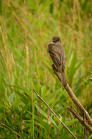 Eastern Pheobe