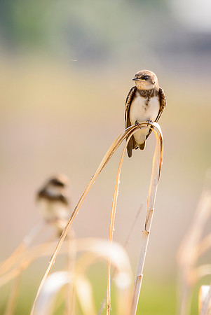Bank Swallow