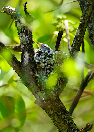 Blue Gray Gnatcatcher, Big Darby Headwaters, Union County Ohio