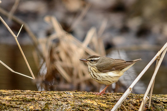 Louisiana Waterthrush
