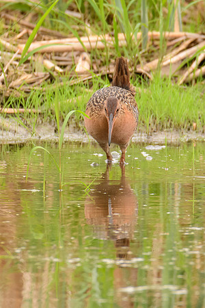 King Rail
