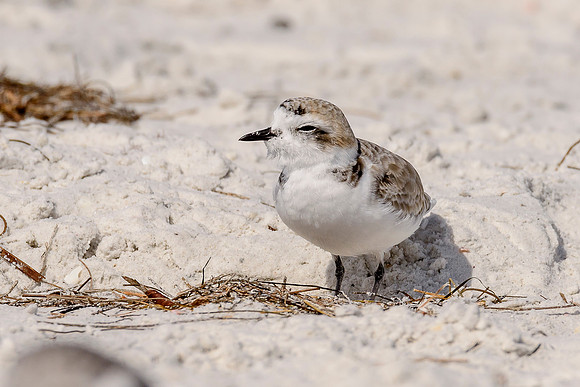 Snowy Plover