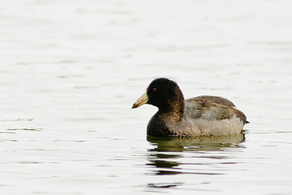 American Coot, Big Island Wildlife Area, Marion Ohio