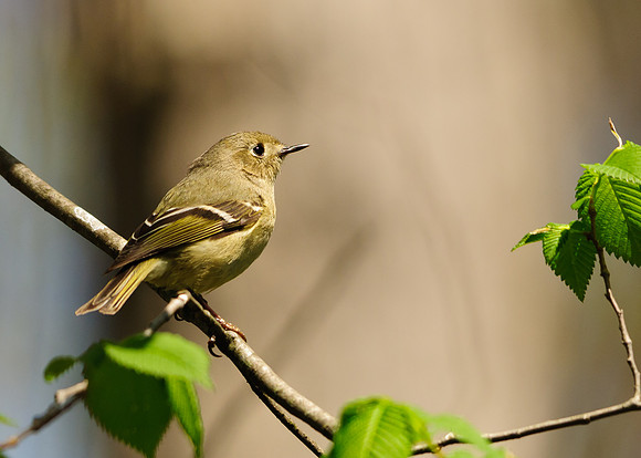 Ruby Crowned Kinglet; Lawrence Woods, Kenton  OH