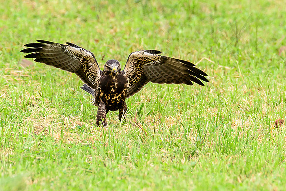 Swainson's Hawk