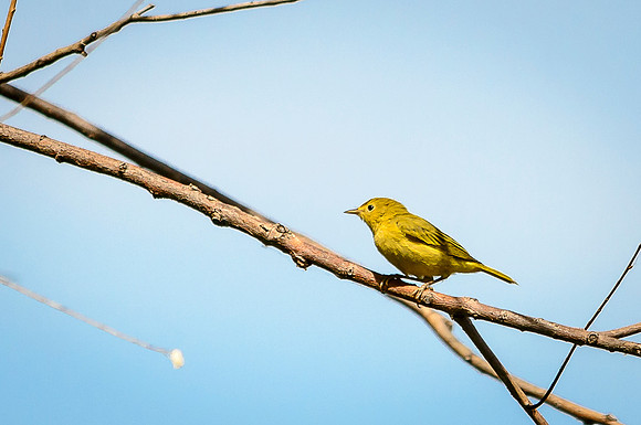 Female Yellow Warbler