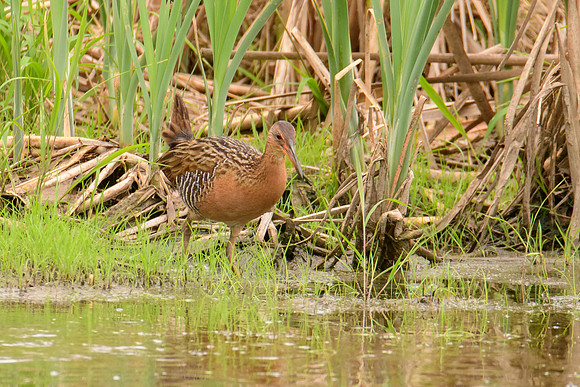 King Rail