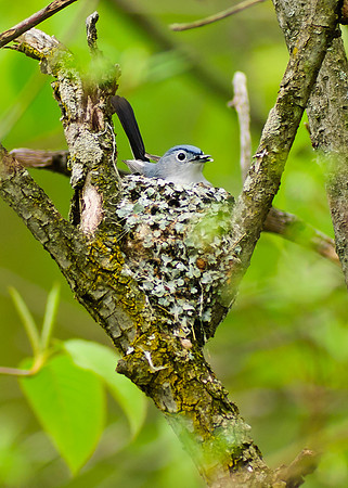 Blue Gray Gnatcatcher, Big Darby Headwaters, Union County Ohio