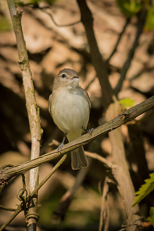 Warbling Vireo