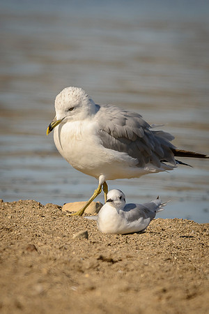 Little Gull