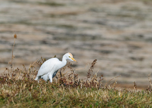 Cattle Egret