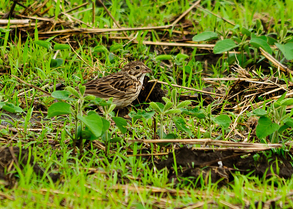 Vesper Sparrow; Shelby County Ohio