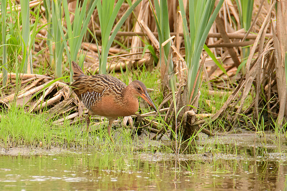 King Rail