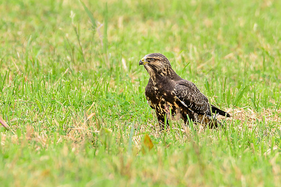 Swainson's Hawk