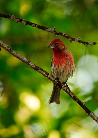 House Finch