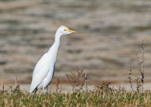 Cattle Egret