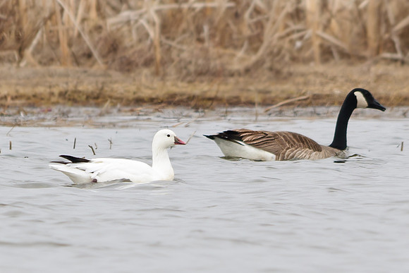 Ross's Goose; Big Island Wildlife Area, Marion Ohio