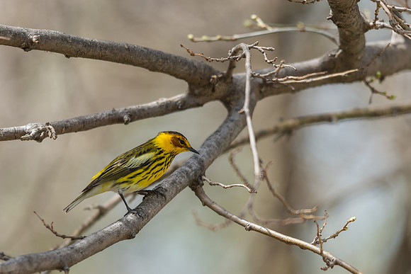 Cape May Warbler