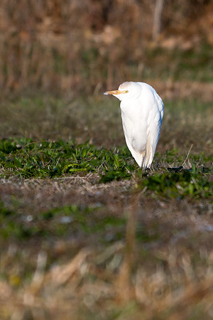 Cattle Egret