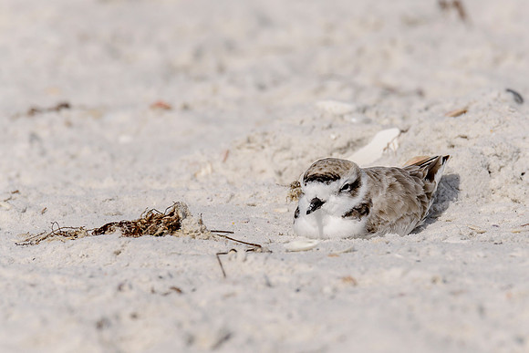 Snowy Plover