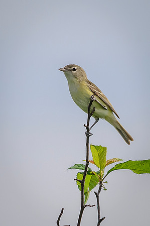 Bell's Vireo; Big Island Wildlife Area, Marion Ohio