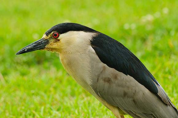 Black-crowned Night Heron