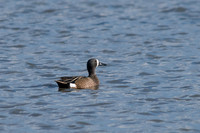Blue-Winged Teal