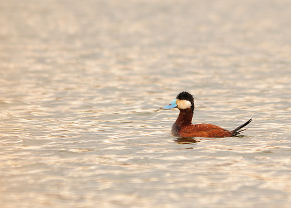 Ruddy Duck; Killdeer Plains Wildlife Area, Harpster Ohio
