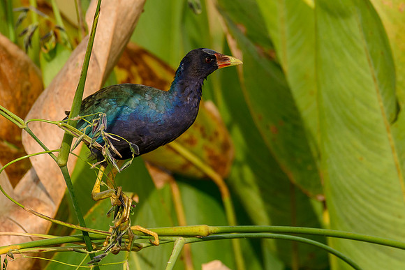 Purple Galanule