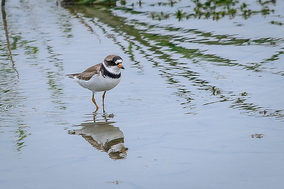 Semipalmated Plover