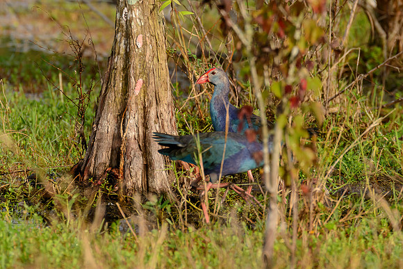 Grey-headed Swamphen