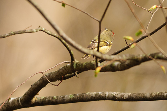 Ruby Crowned Kinglet; Lawrence Woods, Kenton OH
