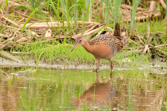 King Rail