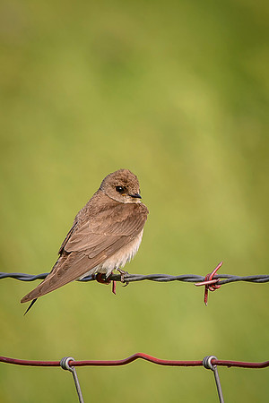 Rough-winged Swallow