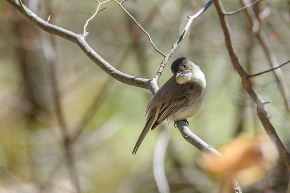 Eastern Pheobe