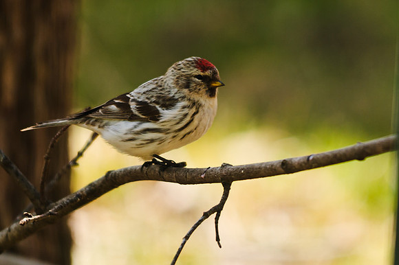 Female Hoary Redpoll Larue Ohio