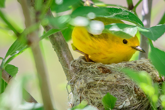 Female Yellow Warbler; Magee Marsh, Lake Erie Ohio