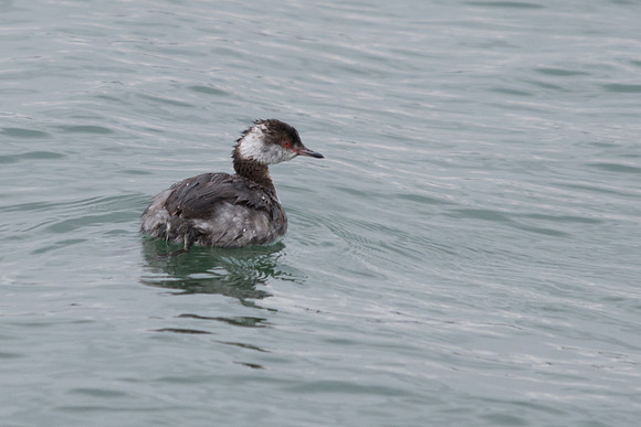 Horned Grebe, Findlay Reservoir, Findlay Ohio