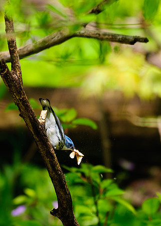 Cerulean Warbler;Lawrence Woods, Kenton OH